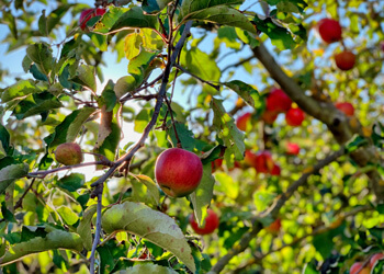 Kατανόηση του μηχανισμού του επιφανειακού εγκαύματος των μήλων